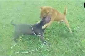 中华犬大战比特犬，战出了品种的威武和雄壮，好样的大黄视频封面