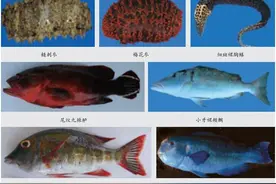 西沙群岛海洋渔业资源调查研究图片