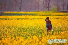 26日嵩明马樱花节开幕 赏花吃苗家美食样样行图片