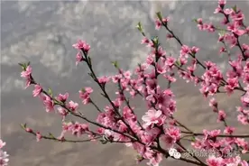 图说凉都醉美百车河 桃花朵朵开图片