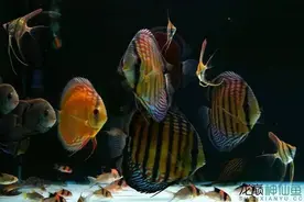 野生七彩+埃及神仙图片