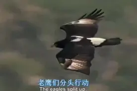 游隼大战苍鹰，空中格斗百年难得一见