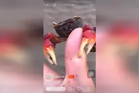 被螃蟹夹到手怎么办