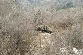 最新进展：失联驴友今天下午被发现已无生命体征图片