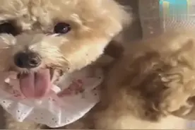 小泰迪学会“作揖”，天天用这招要吃的！视频封面