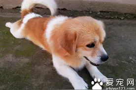 狗怀孕多少天 狗狗的妊娠期为60天图片