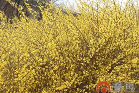 沭河公园连翘花迎风开放 含笑闹春图片