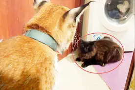 主人带回家一只猞猁，狗和猫瞬间吓尿：我是不是成了一道菜！视频封面