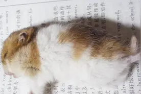 这个小仓鼠已经胖到无法挪动自己了，直接变形！视频封面