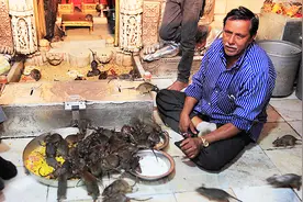 「涨姿势」印度小哥亲自讲解印度人为什么把老鼠当祖先