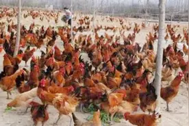 农村老话说“家产万贯，带毛的不算”，什么意思？视频封面