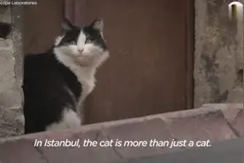 这座城市被称为流浪猫咪的天堂，在这里享受至高无上的待遇