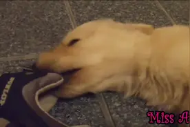 狗狗玩主人的鞋，被熏晕了视频封面