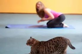 喵星人：来，朕教你怎么做瑜伽！图片