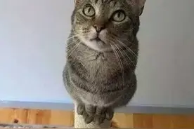 脸大怎么了，我就是萌图片