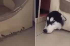 二哈把沙发当隧道挖烂，结果头被卡住：主人拜托救我！图片