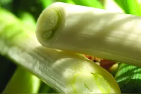 常吃大葱，大葱的这些作用，你知道吗？图片