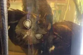 猫头鹰泡酒？动物泡酒太残忍了图片