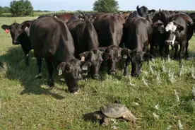 鳄龟—全世界最霸气的淡水龟类图片