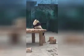 熊猫发发 饲养员一直在提醒，不要开闪光灯，不要投喂，很负责视频封面