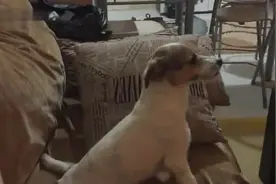 狗狗在客厅看鬼片，下一秒吓成这模样，哈哈视频封面