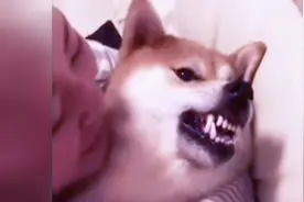 女主人把狗狗揽入怀中，抱着狗狗不撒手！视频封面