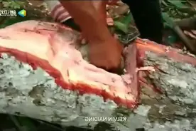 国外男子劈开一巨树 竟有超出意外的收获视频封面