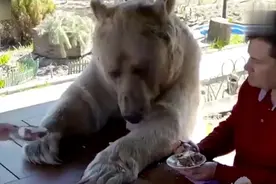 战斗民族养熊当宠物：会和主人撒娇，喜欢吃蛋糕，擦嘴时太乖了！视频封面