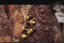 巧克力的爱马仕如何一手掌握你的吃货女神视频封面