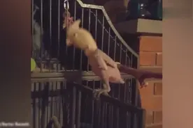 受虐待的鹦鹉有了新家 一听音乐就开心的跳舞视频封面