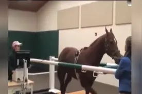 跑步机测试马的速度，好马劣马一测便知，后面那匹是来搞笑的吗！