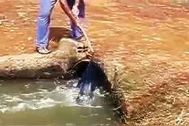 这么小一个出水口，渔网往那一放轻松捕到好多鱼图片