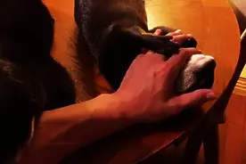 主人出差5天后回家见到小水獭宠物时，它们的反应让主人愧疚不已图片