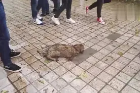 郑州大学生雨中救治断腿流浪狗图片