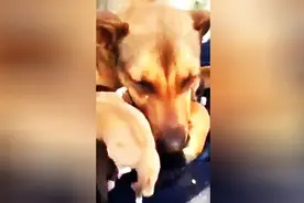 狗妈妈伤心欲绝以为自己永远失去孩子，当终于重逢时让人整个泪崩图片