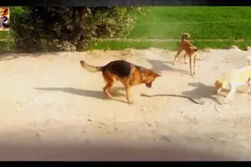 实拍狗蛇大战合集，场面激烈，看得惊心动魄！图片