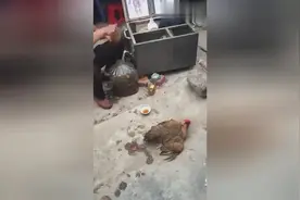 骗局？男子折断鸡腿骨擦“神药”，分分钟痊愈能跑跳！