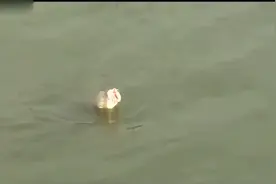 水库6米3的鱼竿5米水深水中鲤鱼，遛鱼的感觉真爽