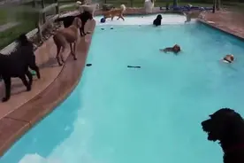 汪星人开泳池趴！感觉活的不如狗！