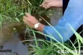 朋友一起去钓黄鳝，大黄鳝上钩时真令人兴奋图片