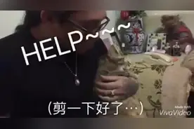主人帮会说话喵星人剪指甲，它崩溃大叫：好怕啊！瞬间被打回原形图片