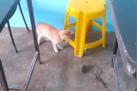 猫咪抓到一只小老鼠，顿时嗨起来了，老鼠的内心已彻底崩溃！图片