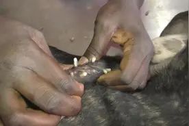 可怜的狗狗全身长满寄生虫，两名兽医合力帮它清理，看得太揪心了图片