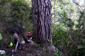 国外伐木工工作全过程，超大松树就这样砍倒分解了！图片