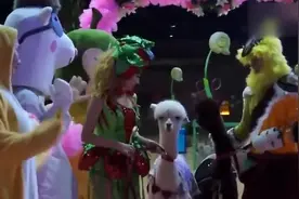 河南洛阳车展请羊驼当车模 一天出场费高达千元！视频封面