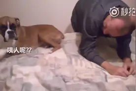 狗狗咬坏东西被女主人质问，它竟死皮赖脸往男主人怀里钻，太逗了图片