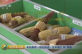粮通社讯：吉林玉米补贴或已确定 每斤两毛钱视频封面