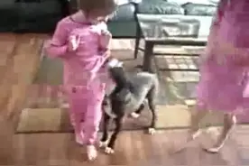 狗狗陪小主人玩耍时，乱撕扯小主人的裙子，猫咪过来就是一顿揍！图片