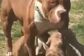 哇塞！一只比特犬160斤，相当于一个人类的体重