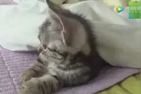 用喇叭给小猫放狼叫的声音，吓得猫咪不知所措，吓坏了！视频封面